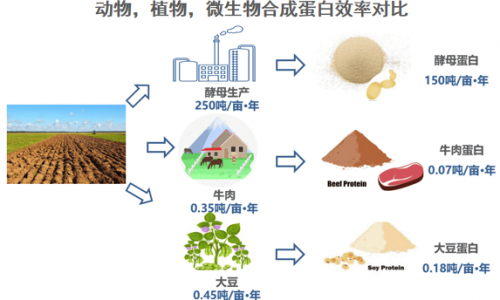 酵母蛋白：安琪重磅推出“首发经济”