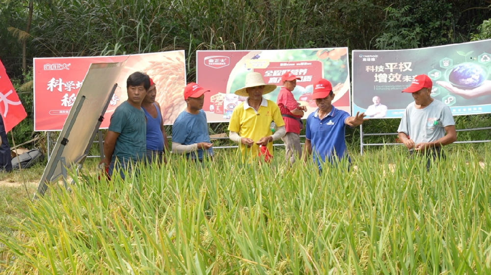 复合肥科技尖兵金正大：从肥料制造到农业综合服务，筑粮食安全之基